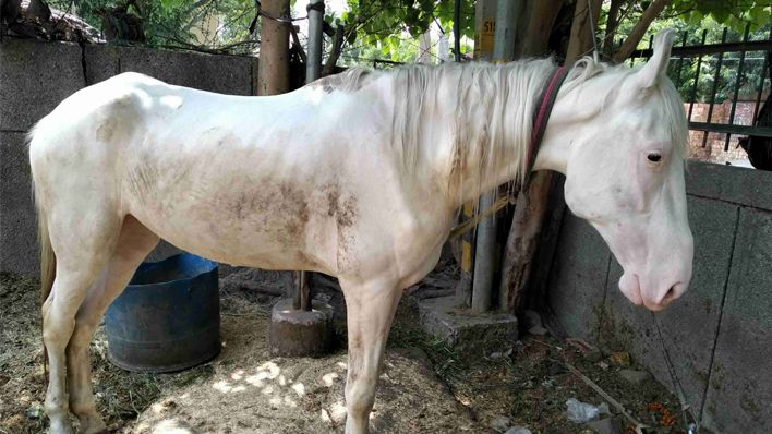 तो क्या पेटा के इन प्रतिबंधों के बाद अब शादियों में दूल्हे नहीं चढ़ पाएंगे घोड़ी?