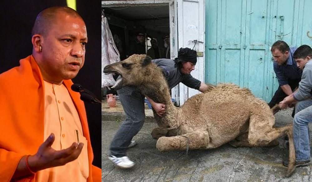 ऊंट की कुर्बानी पर प्रशासन ने कहा ‘पिछली सरकार में आप ऊंट काटते थे पर ये योगी सरकार है’