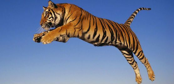 “साहस का प्रतीक” के नाम से पहचाने जाने वाले बाघ के बारे में जानते है कुछ रोचक तथ्य