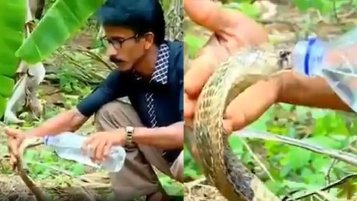 वायरल वीडियो: एक फारेस्ट अधिकारी ने पिलाया प्यासे कोबरा सांप को पानी