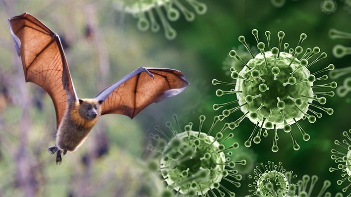 निपाह वायरस पंहुचा भारत में, केरल में मिला पहला संक्रमित व्यक्ति