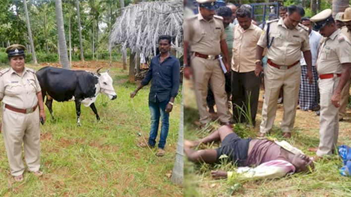 गाय चुरा कर भाग रहा था शख्स, तभी गाय ने शख्स के प्राइवेट पार्ट पर मारी लात, शख्स की मौत