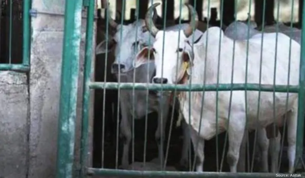मध्यप्रदेश में 10 से ज्यादा गायों की भूख-प्यास से तड़प कर मौत, कई दिनों तक स्कूल में रखा गया कैद