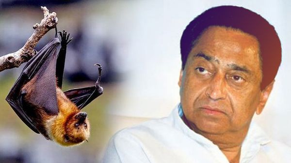 मध्य प्रदेश की कमलनाथ सरकार के अनुसार बिजली कटौती के लिए चमगादड़ हैं जिम्मेदार